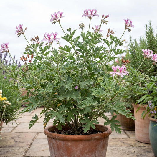 Van Leenii Citronella Geranium