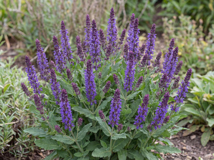Caramia Meadow Sage