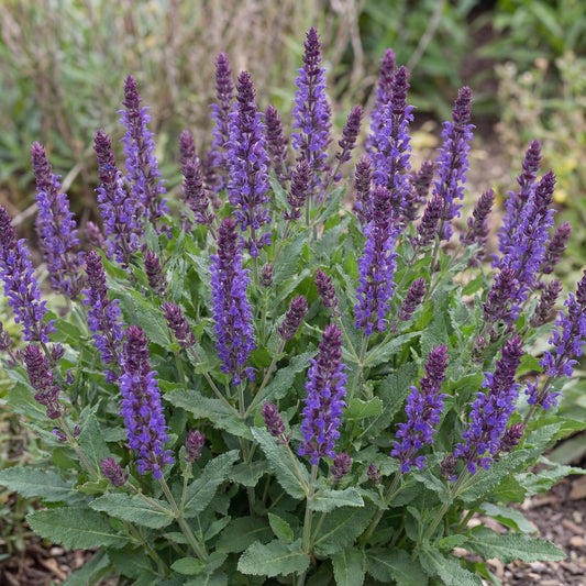 Caramia Meadow Sage