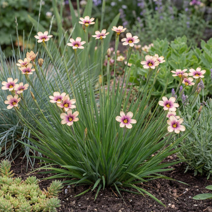 Quaint & Queer Blue-Eyed Grass