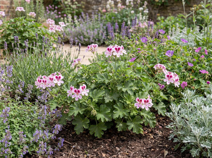 Quercifolium Geranium
