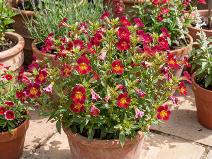 Jelly Bean Betabel Sticky Monkeyflower