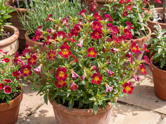Jelly Bean Betabel Sticky Monkeyflower