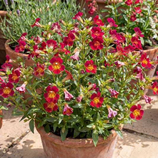 Jelly Bean Betabel Sticky Monkeyflower