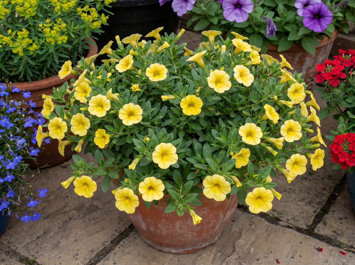 Yellow Canary Colibri Calibrachoa