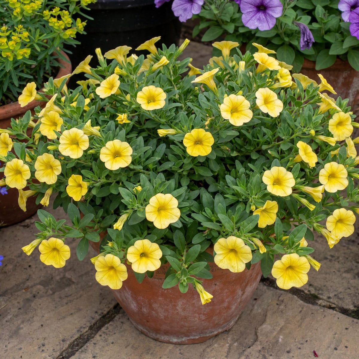 Yellow Canary Colibri Calibrachoa