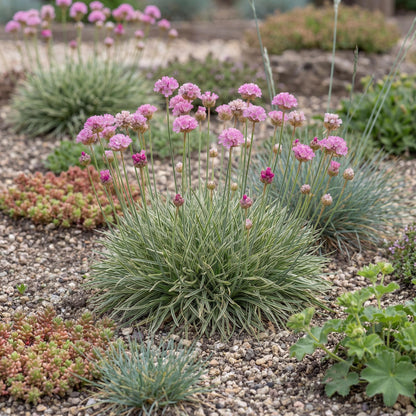 Nifty Thrifty Sea Thrift Armeria