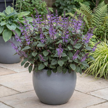 Magic Mona Purple Plectranthus