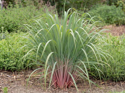 East Indian Lemongrass