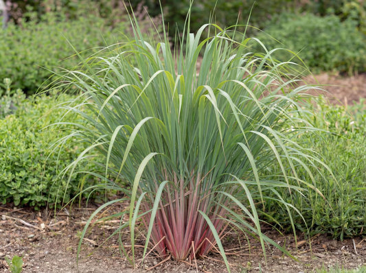 East Indian Lemongrass