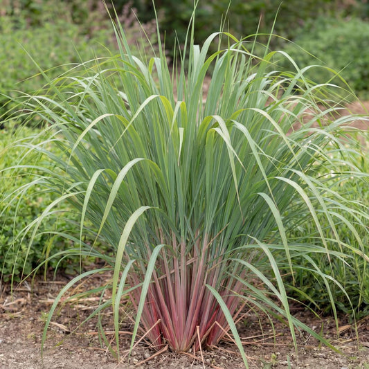 East Indian Lemongrass