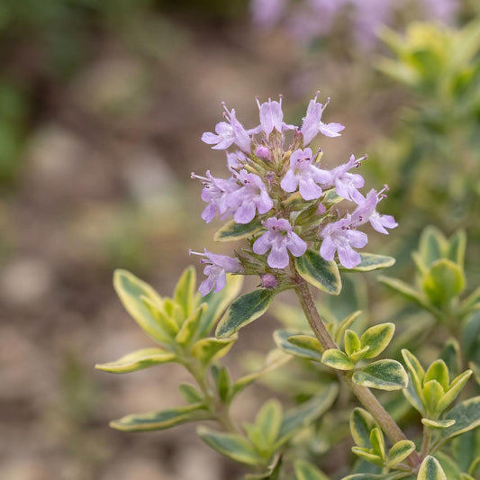 Lemon Scented Creeping Thyme