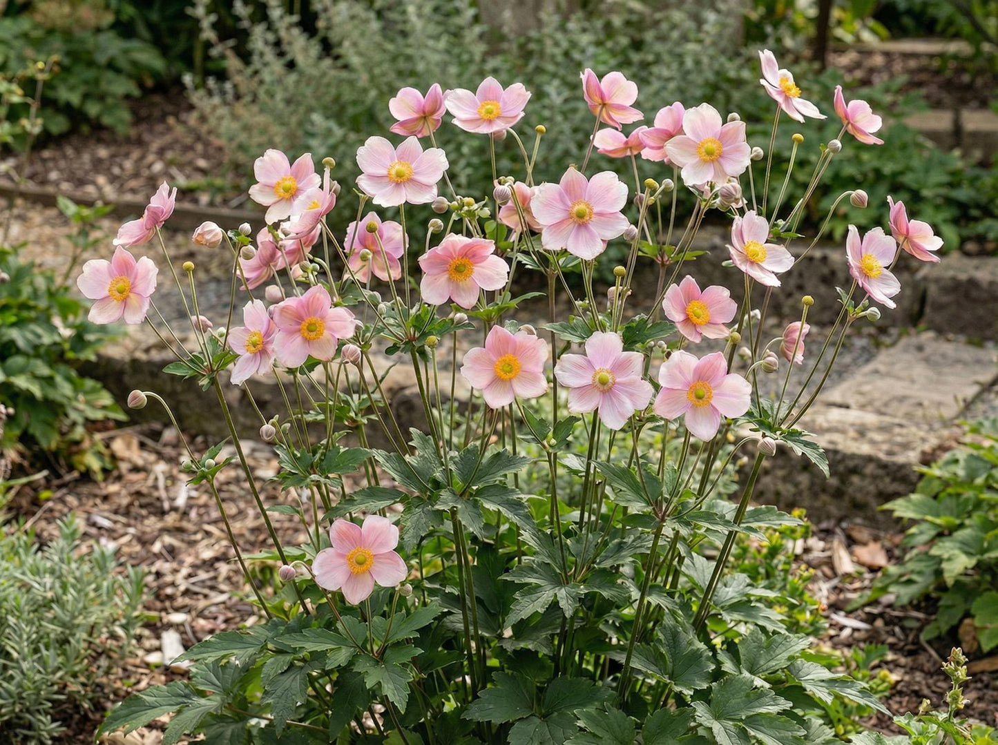 September Charm Japanese Anemone