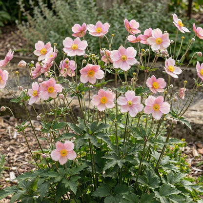 September Charm Japanese Anemone