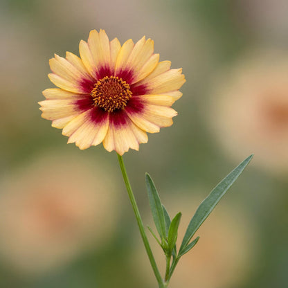 Sunset Burst Solanna Coreopsis
