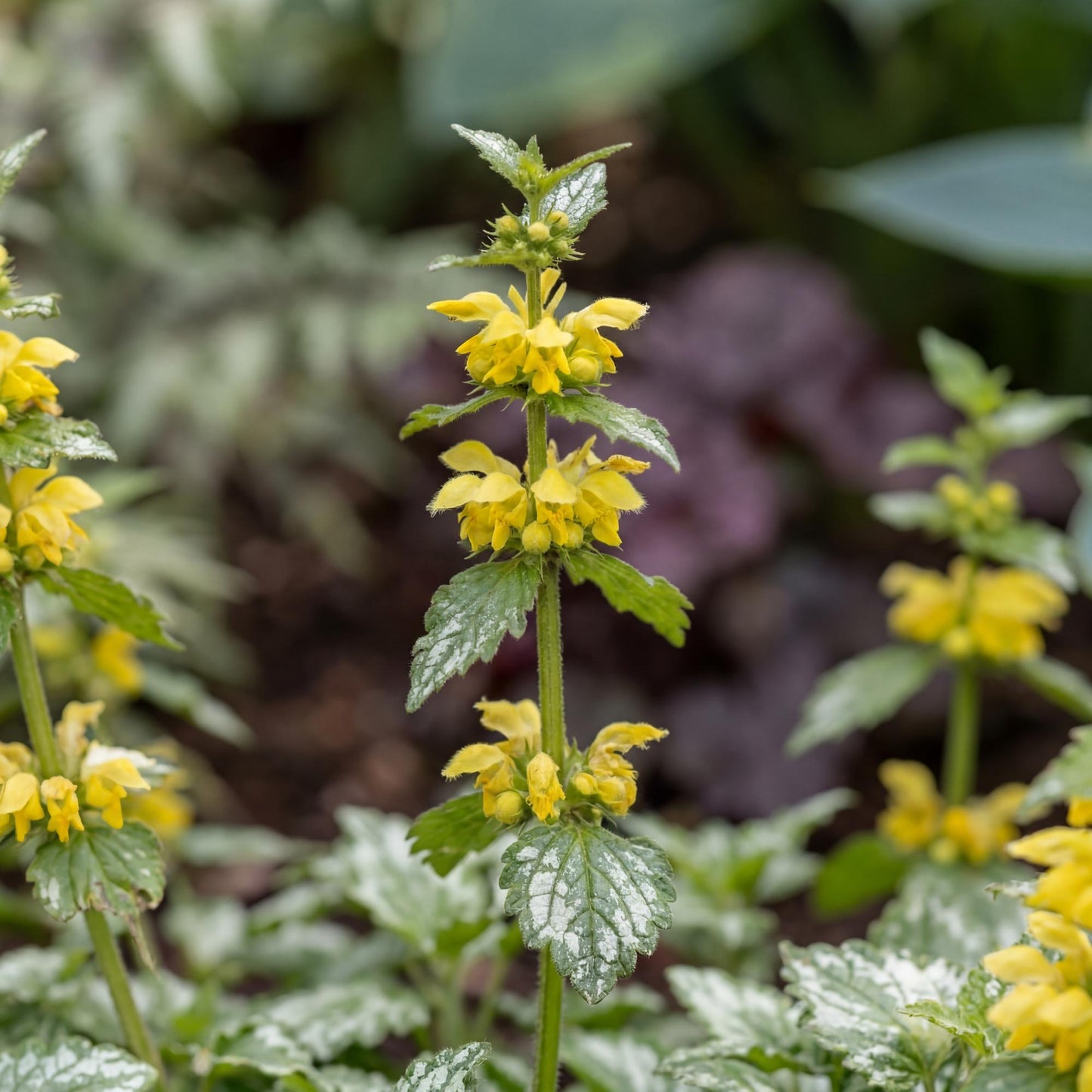 Variegated Yellow Archangel