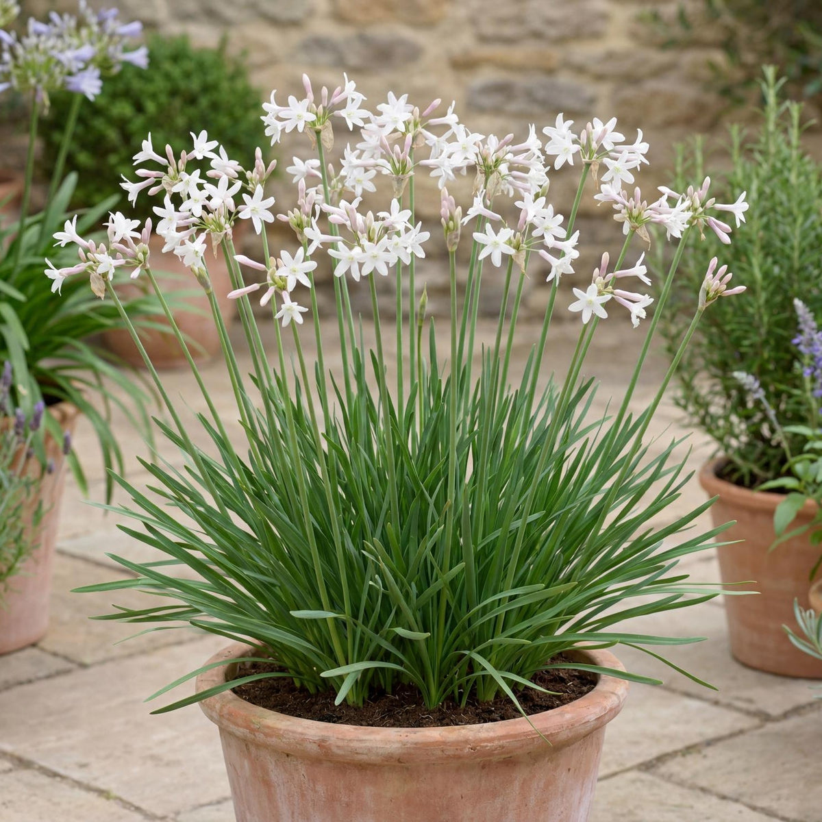 White Society Garlic