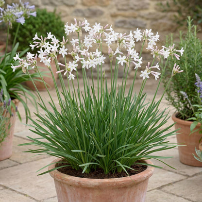 White Society Garlic