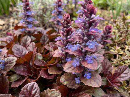 Mahogany Ajuga