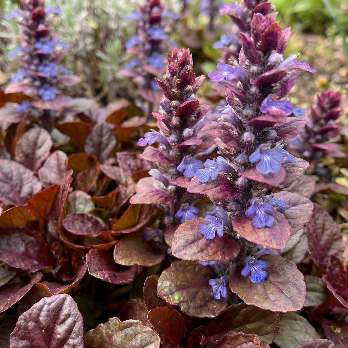 Mahogany Ajuga