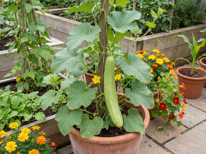 Striped Armenian Cucumber