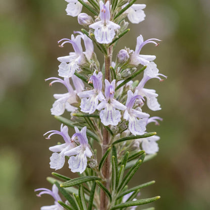 Gorizia Rosemary