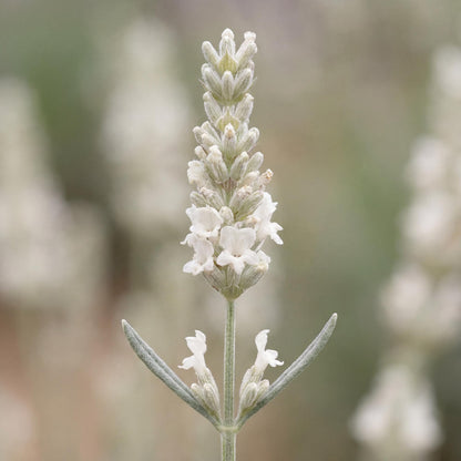 Alba White Floral Lavender