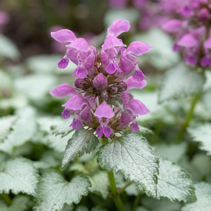 Ghost Lamium