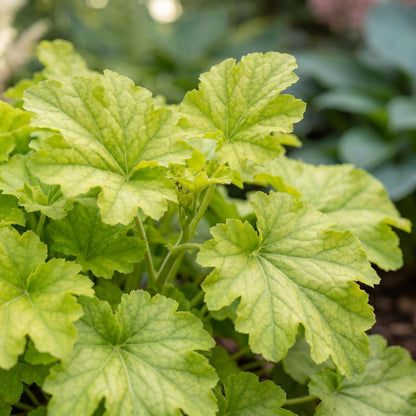 Lime Ruffles Heuchera