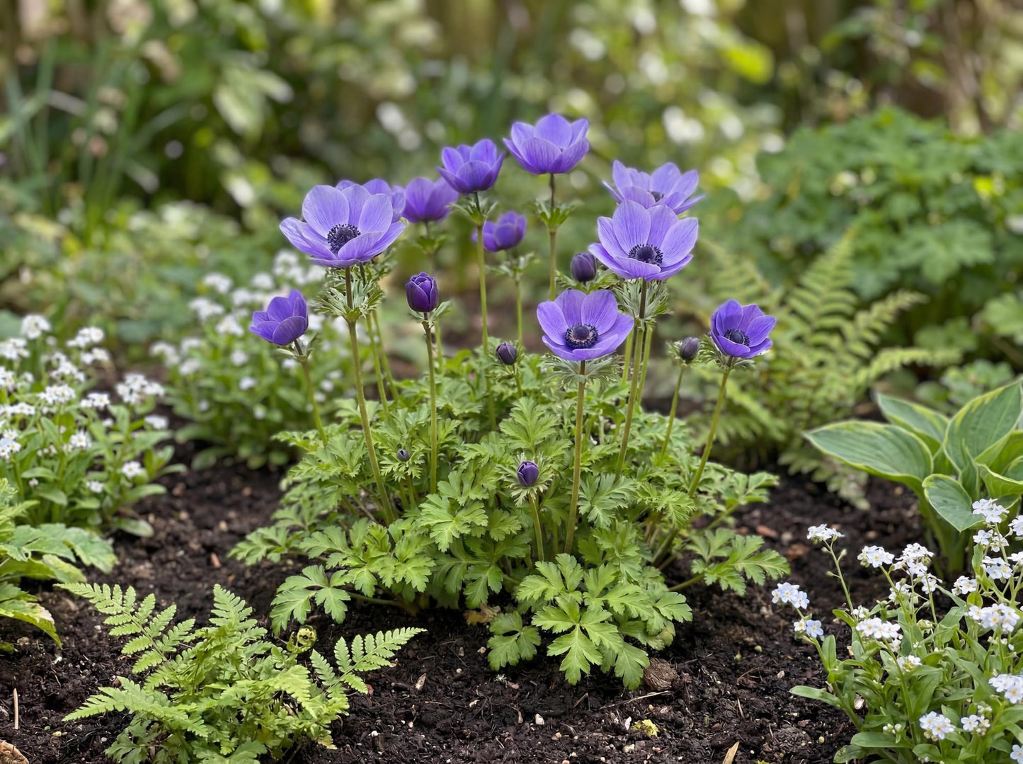 Mona Lisa Deep Blue Anemone