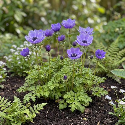 Mona Lisa Deep Blue Anemone