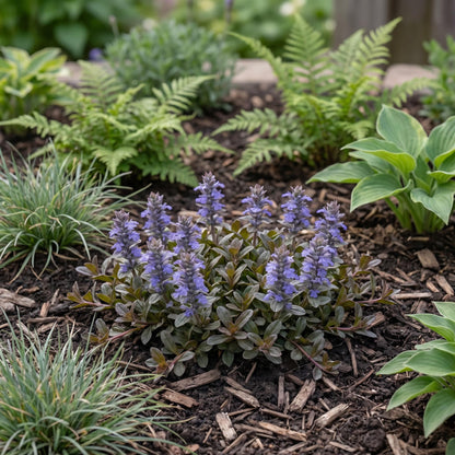 Chocolate Chip Bugleweed