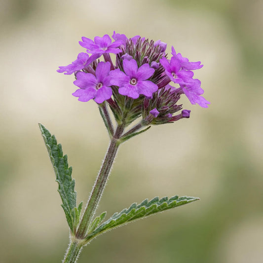 Rigid Verbena