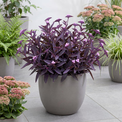 Purple Heart Tradescantia
