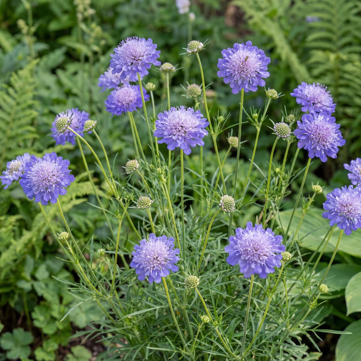 Butterfly Blue Pincushion Flower