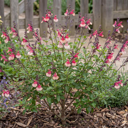 Ignition Sunrise VIBE Salvia