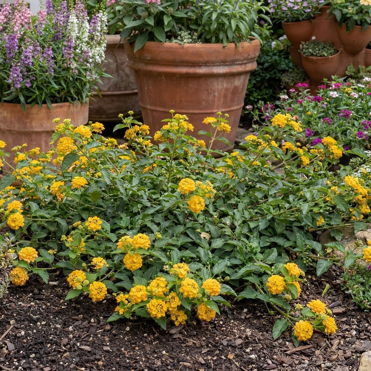 New Gold Trailing Lantana