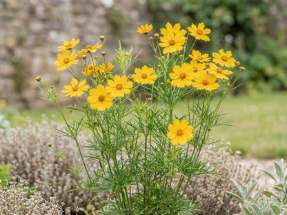 Golden Shower Coreopsis