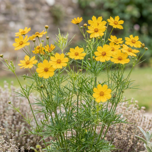 Golden Shower Coreopsis