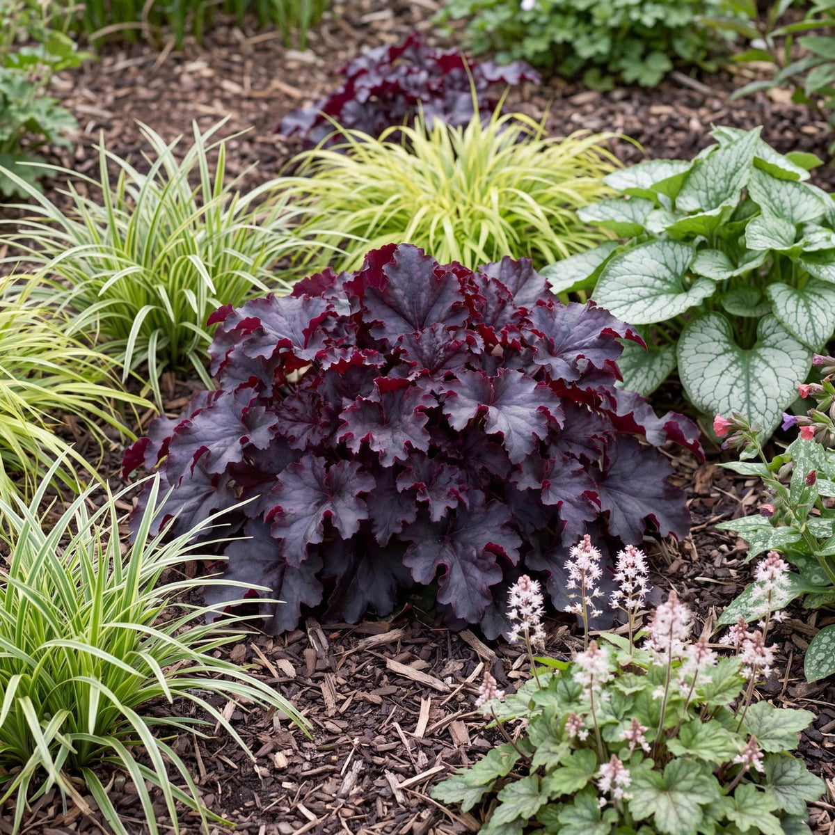 Black Knight Heuchera