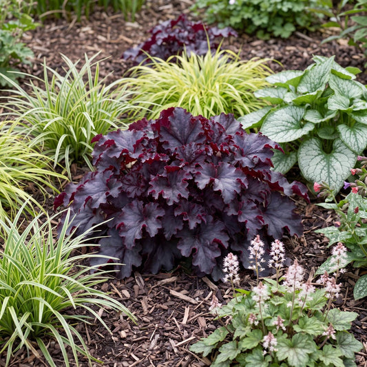 Black Knight Heuchera