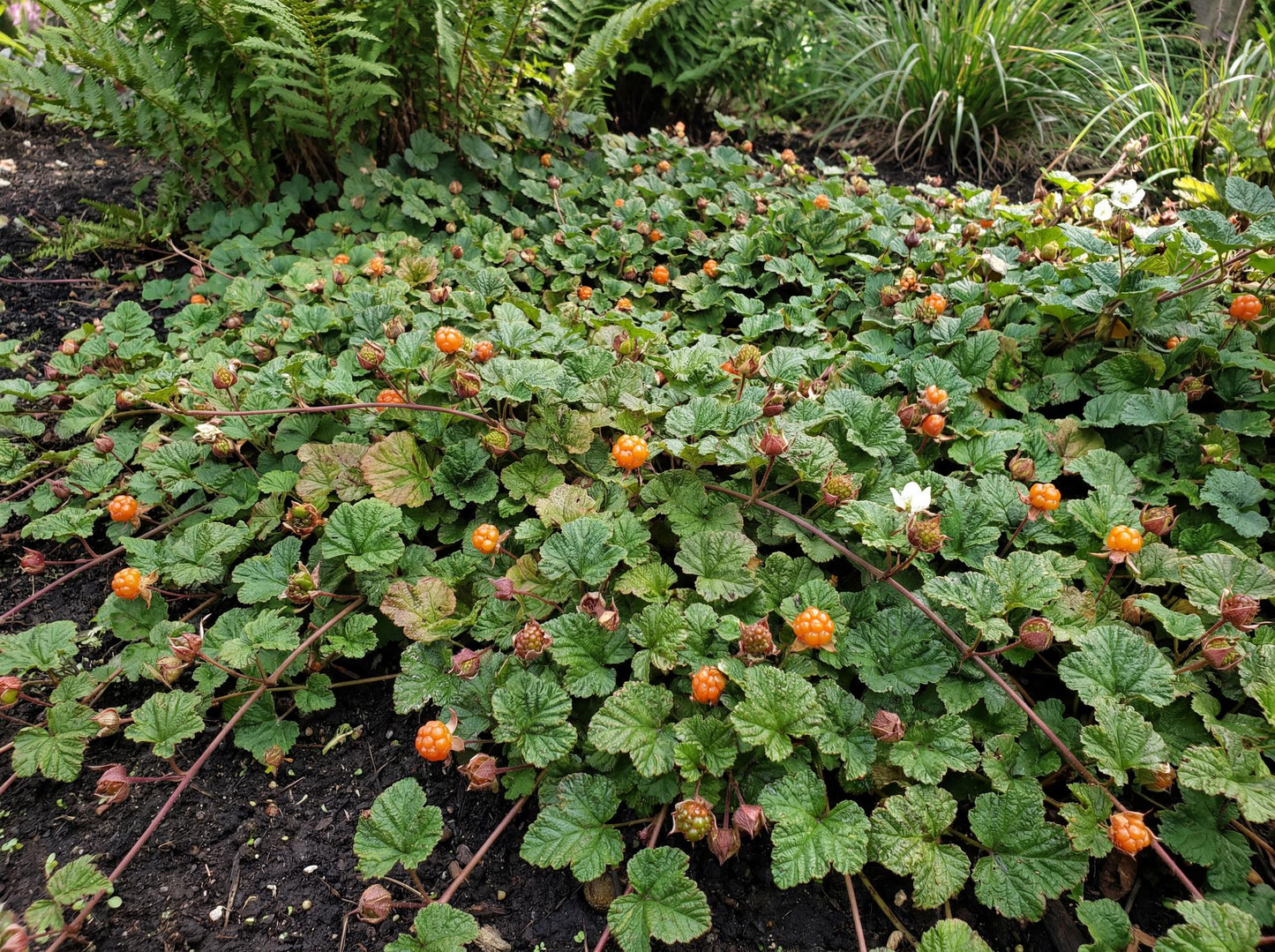 Bramble