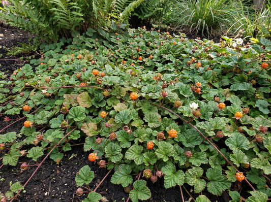 Bramble