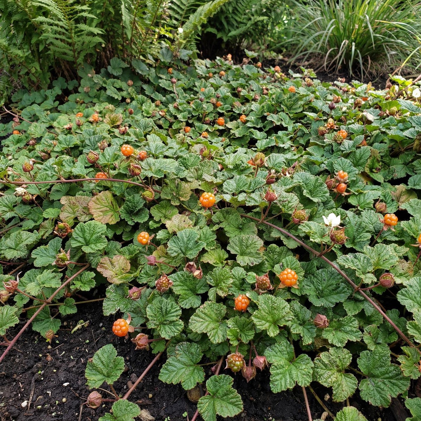 Bramble, Rubus pentalobus, in a 4-inch pot, a low evergreen mat of textured leaves on red-orange stems