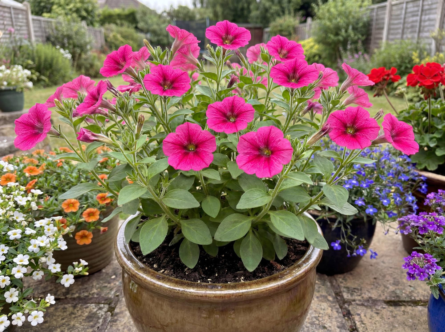 Potunia Piccola Hot Pink Petunia