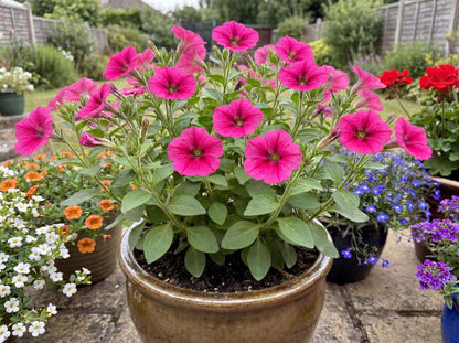 Potunia Piccola Hot Pink Petunia