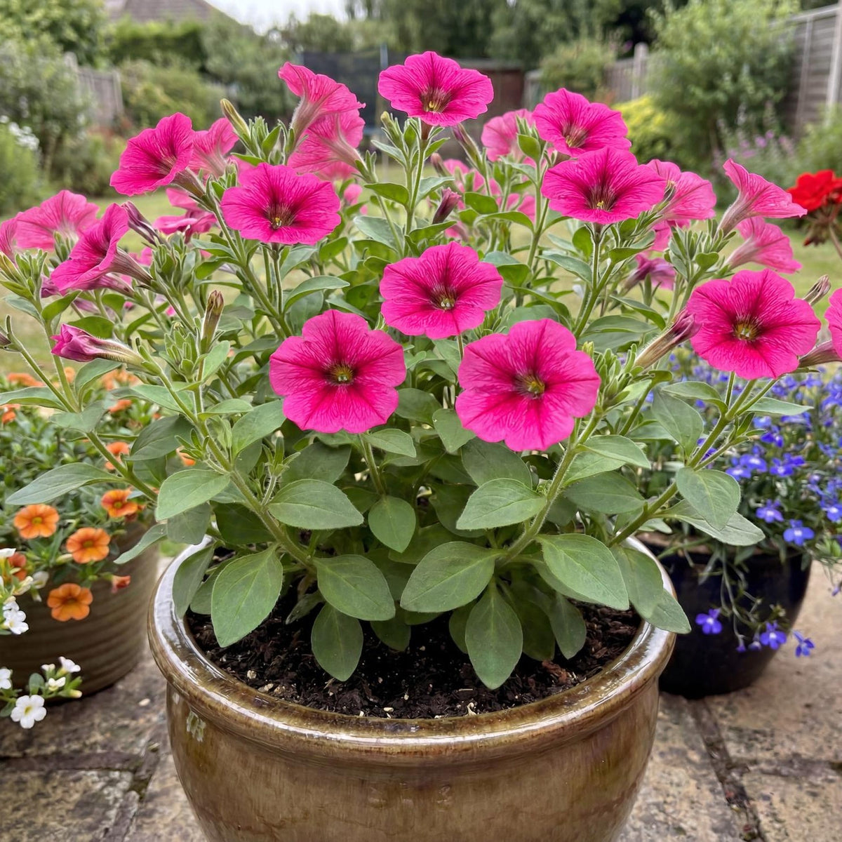 Potunia Piccola Hot Pink Petunia