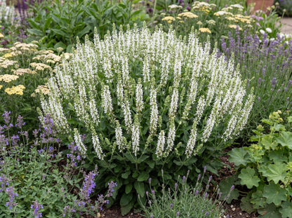 Bumblesnow Salvia