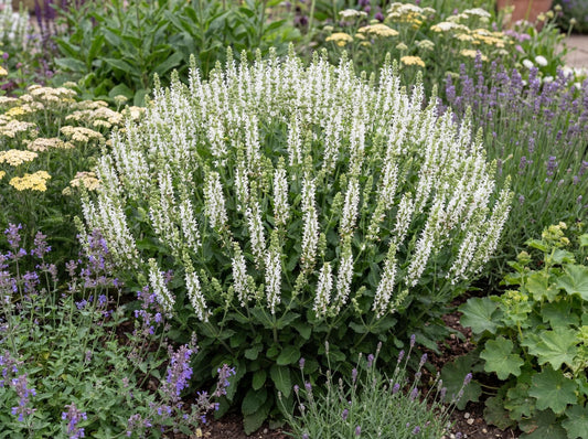 Bumblesnow Salvia