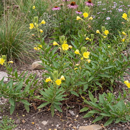 Drummond's Sundrops